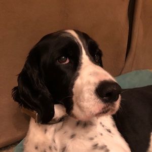 Meet your Posher, Troy
